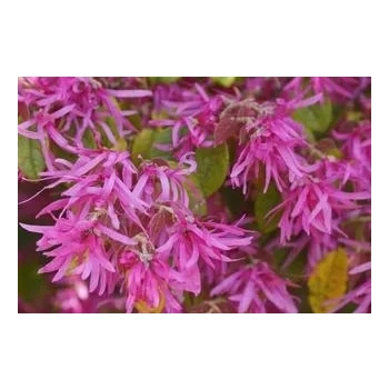 LOROPETALUM zimozielona miododajna - sadzonki 30 / 40 cm
